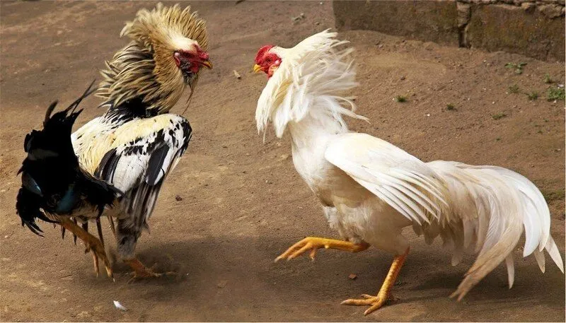 chiến chọi gà tre