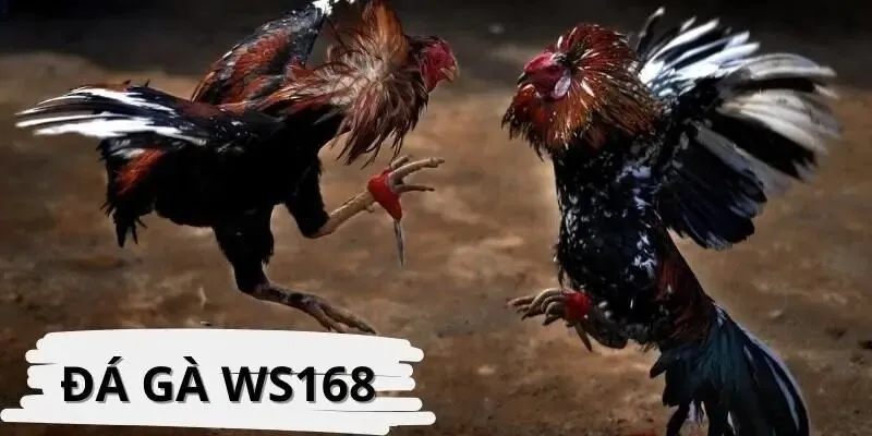 đá gà ws168