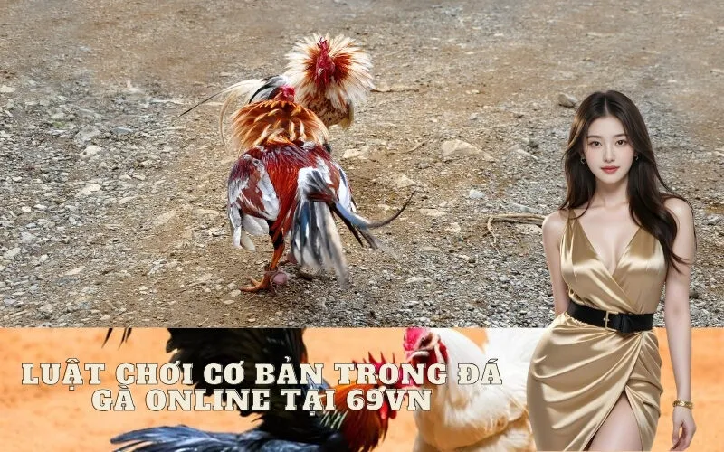 Luật chơi cơ bản và các loại hình cược trong Đá Gà online tại 69vn