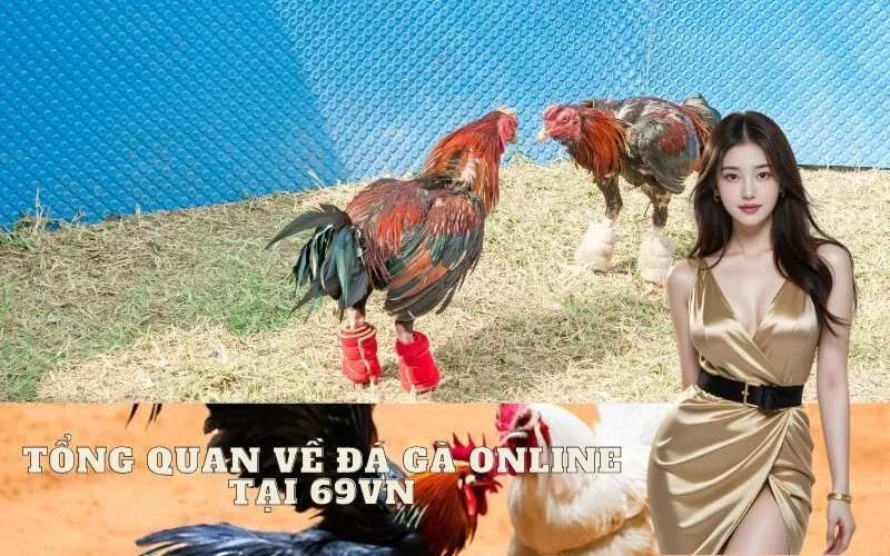 Tổng quan về đá gà online tại 69vn