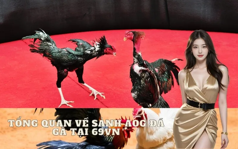 Tổng quan về sảnh AOG Đá Gà tại 69vn